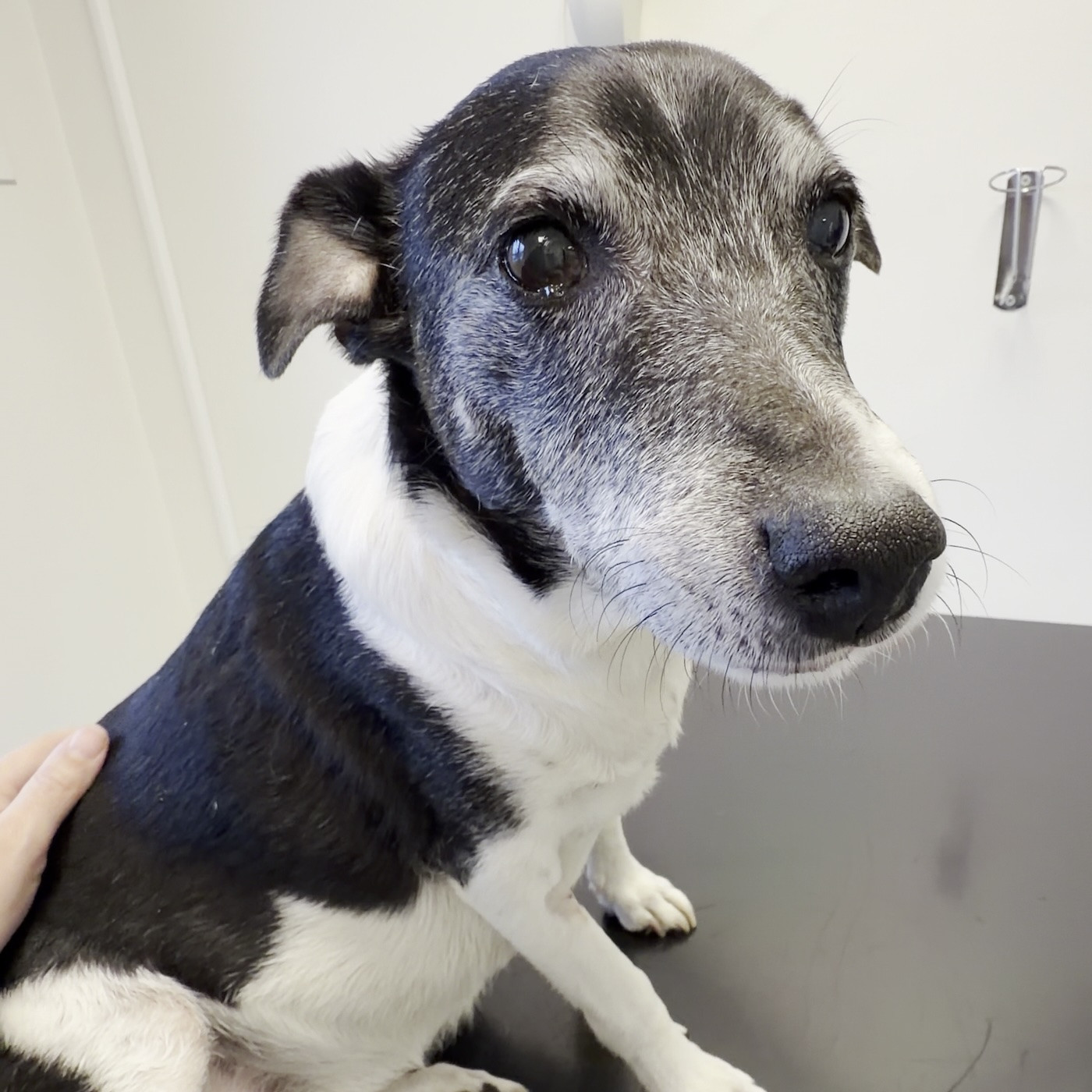 La doble extracción: Dientes y dinero