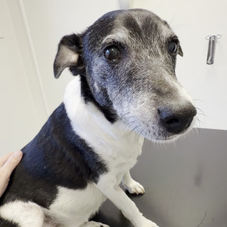 La doble extracción: Dientes y dinero