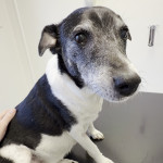 La doble extracción: Dientes y dinero